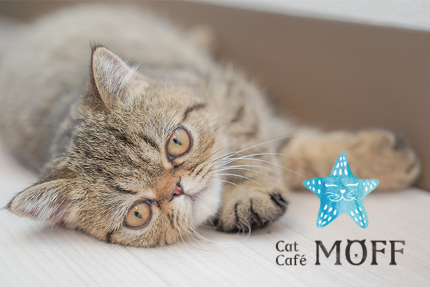 Cat Café MOFF イオンモール須坂店のマンチカン「ペル」