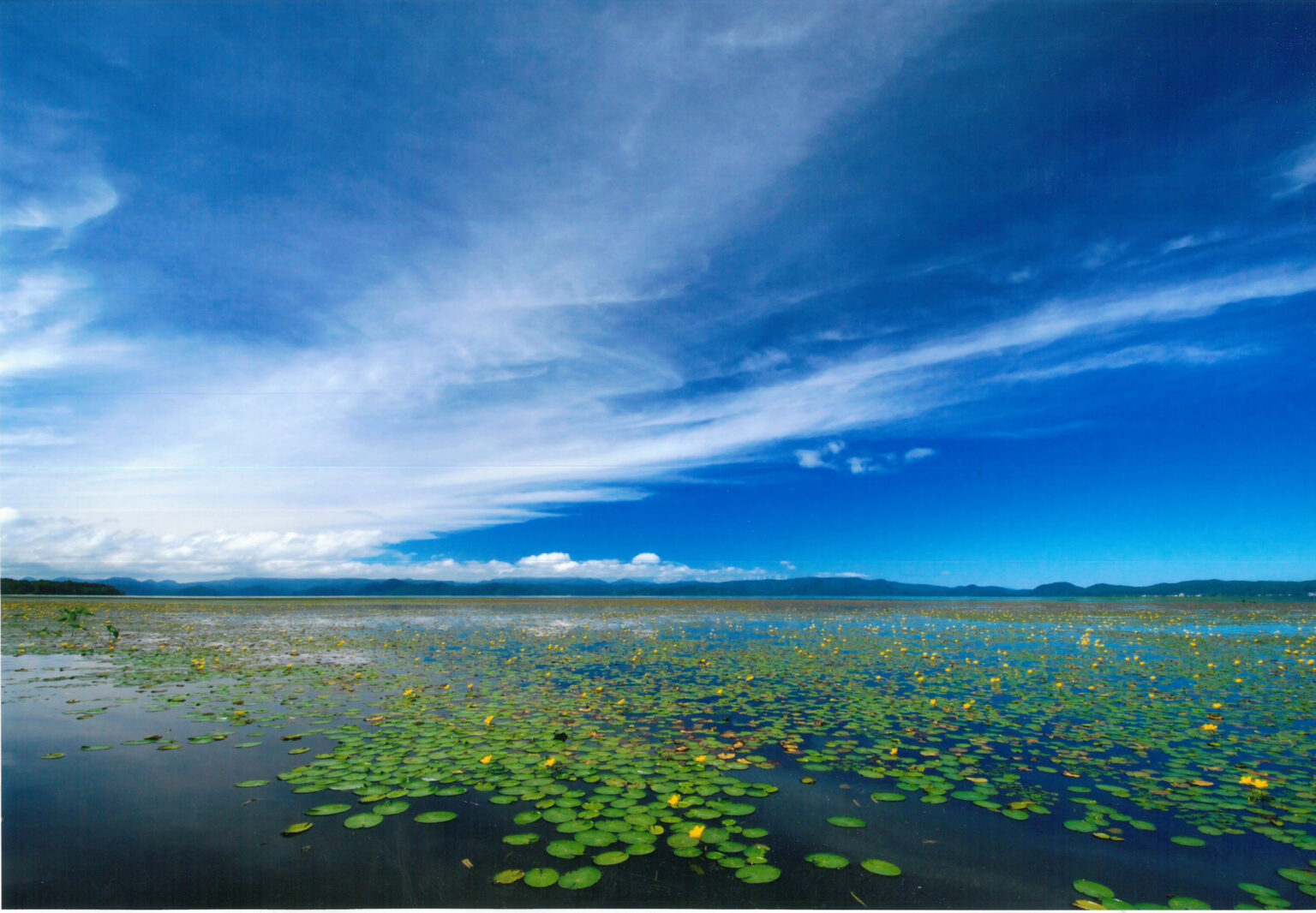 福島県の猪苗代湖で希少植物「アサザ」が見頃。湖面を黄色に彩る – デジカメ Watch 福島県の猪苗代湖で希少植物「アサザ」が見頃。湖面を黄色に彩る - デジカメ Watch