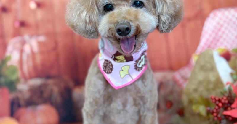 (( 2025.09.18 ))本日ご来店のモデルくん🐶いつもご来店頂き有難うございます🤲🏻....☎︎024-503-0279予約専...（2025.09.19） | 福島市のトリミングサロン 犬の美容室Poo（プー）│トリミング・ペットホテル・南福島・ペット