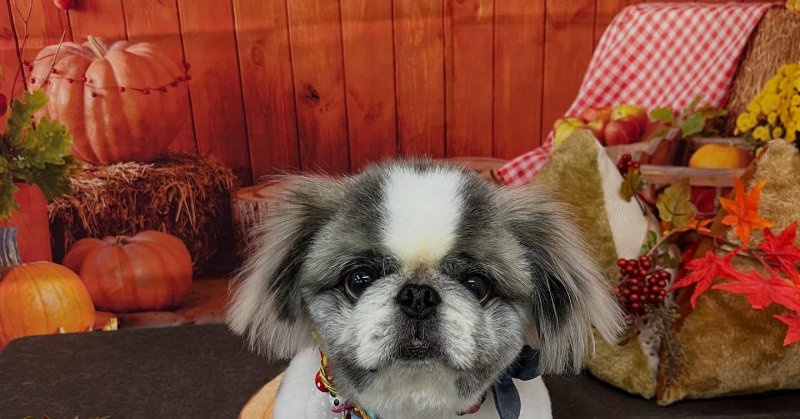 (( 2025.09.21 ))本日ご来店のモデルくん🐶いつもご来店頂き有難うございます🤲🏻....☎︎024-503-0279予約専...（2025.09.21） | 福島市のトリミングサロン 犬の美容室Poo（プー）│トリミング・ペットホテル・南福島・ペット