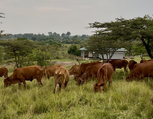 ケニア・野生動物の宝庫マサイマラで人と動物の共生考えるフィールドワーク - Africa Quest.com