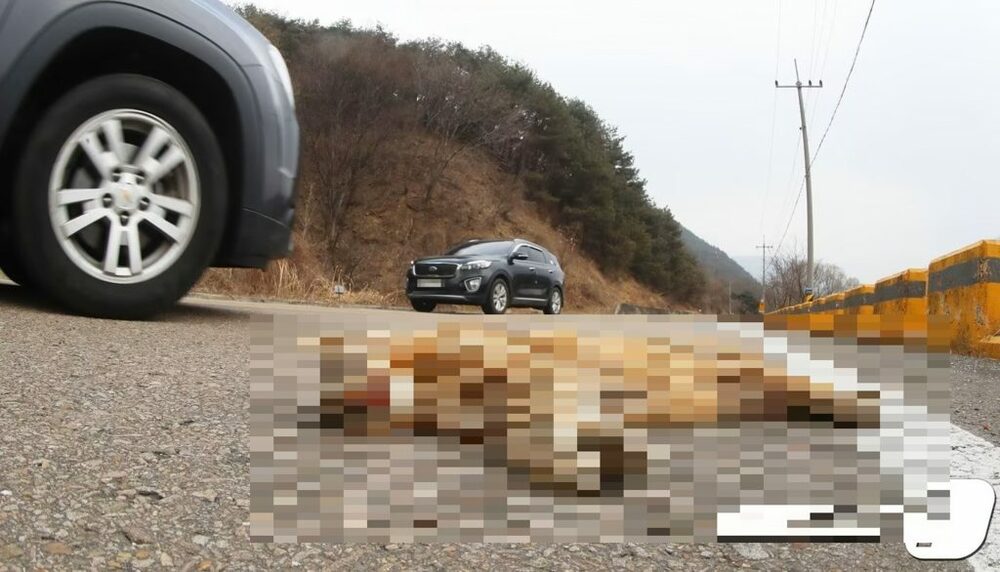 韓国・5年で6倍に急増した野生動物の“ロードキル”…2024年9万件超、「生態通路の拡充を」対策求める声　写真枚　国際ニュース：AFPBB News
