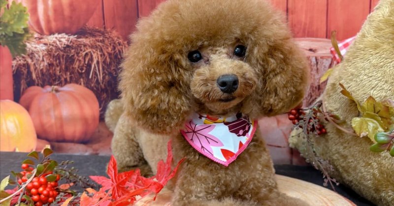 (( 2025.09.21 ))本日ご来店のモデルちゃん🐶いつもご来店頂き有難うございます🤲🏻....☎︎024-503-0279予約...（2025.09.22） | 福島市のトリミングサロン 犬の美容室Poo（プー）│トリミング・ペットホテル・南福島・ペット