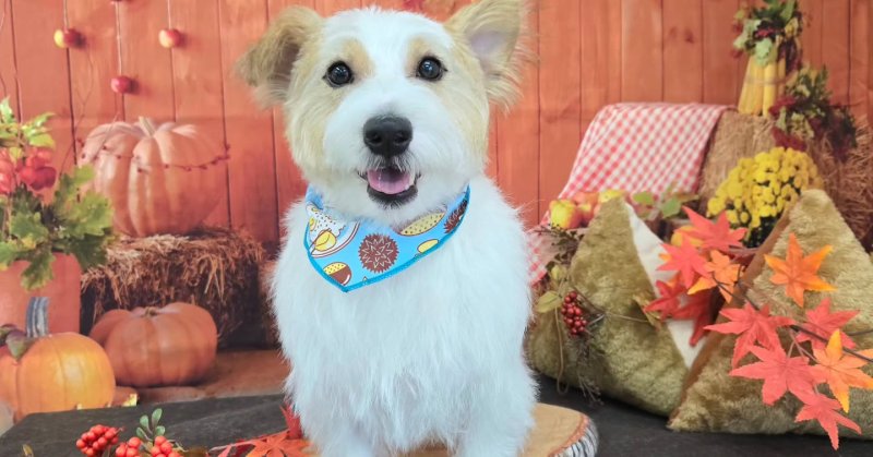 (( 2025.09.25 ))本日ご来店のモデルくん🐶Acocoセットを使用してさらさらになりました！いつもご来店頂き有難うござい...（2025.09.25） | 福島市のトリミングサロン 犬の美容室Poo（プー）│トリミング・ペットホテル・南福島・ペット