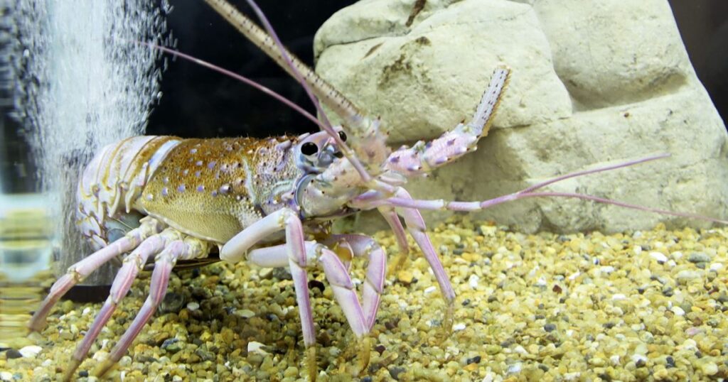 白や青　イセエビ水揚げ　来月１３日まで展示千葉いすみ - 琉球新報デジタル