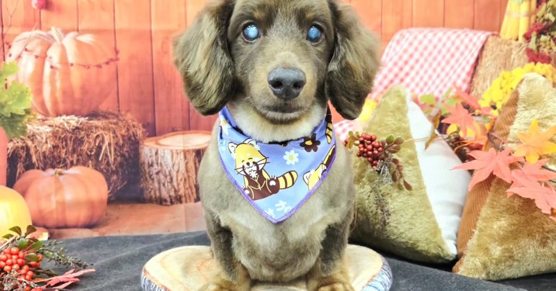 (( 2025.09.28 ))本日ご来店のモデルくん🐶いつもご来店頂き有難うございます🤲🏻....☎︎024-503-0279予約専...（2025.09.28） | 福島市のトリミングサロン 犬の美容室Poo（プー）│トリミング・ペットホテル・南福島・ペット