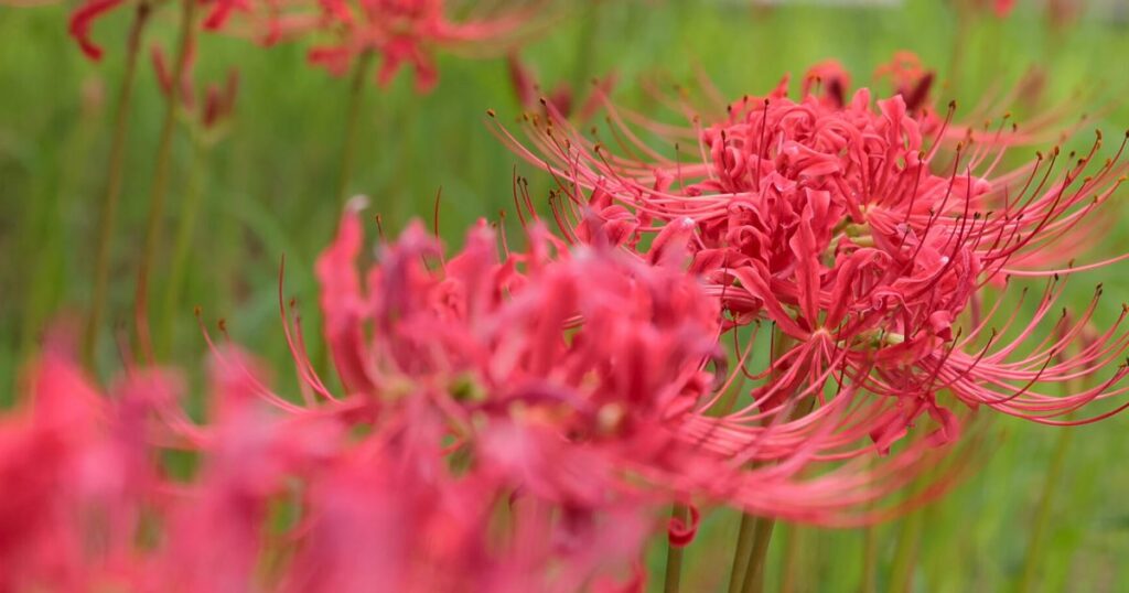 ヒガンバナは酷暑でも　宮城島で9月史上最高34.8度　10月以降も高温続く　沖縄 - 琉球新報デジタル