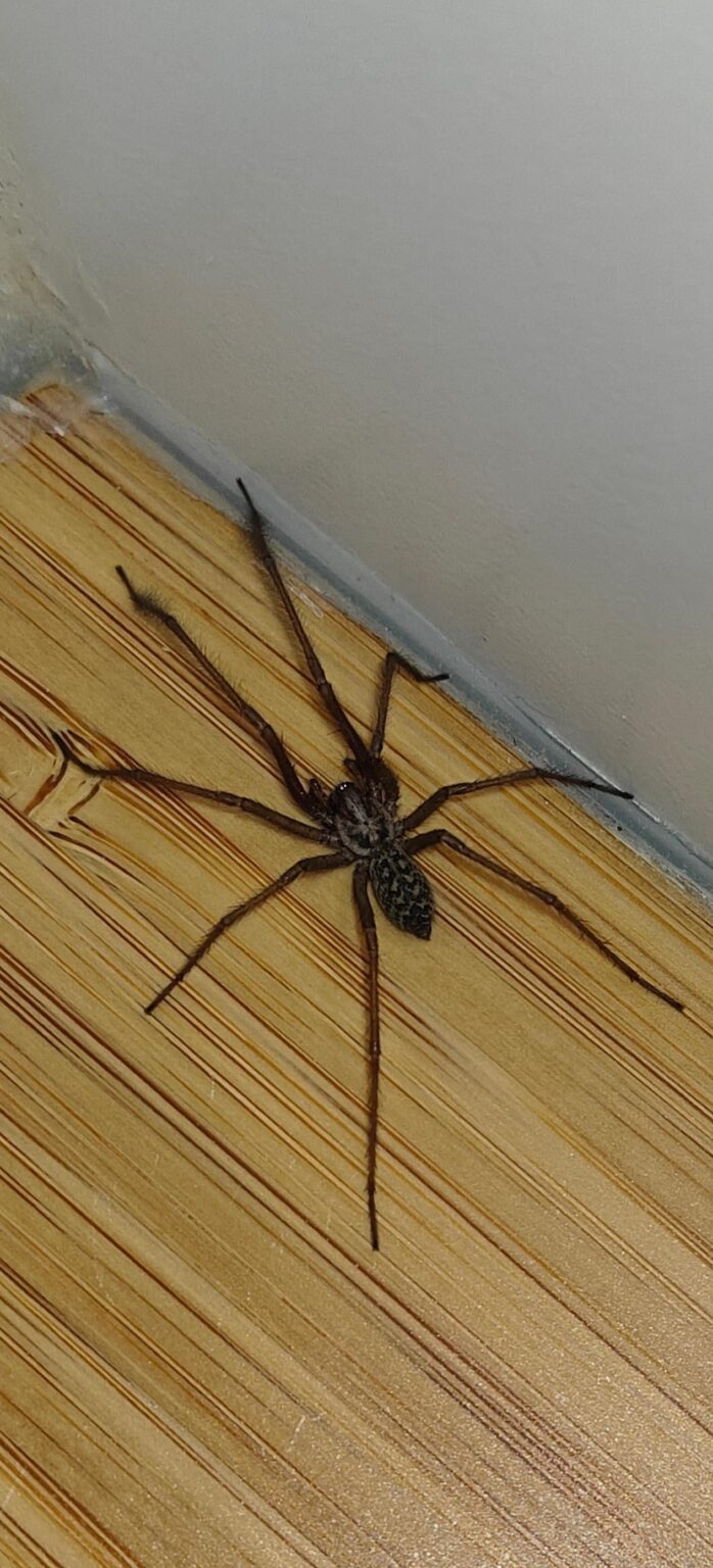 どんなクモですか？