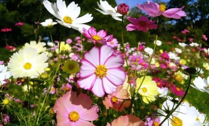 京都府立植物園