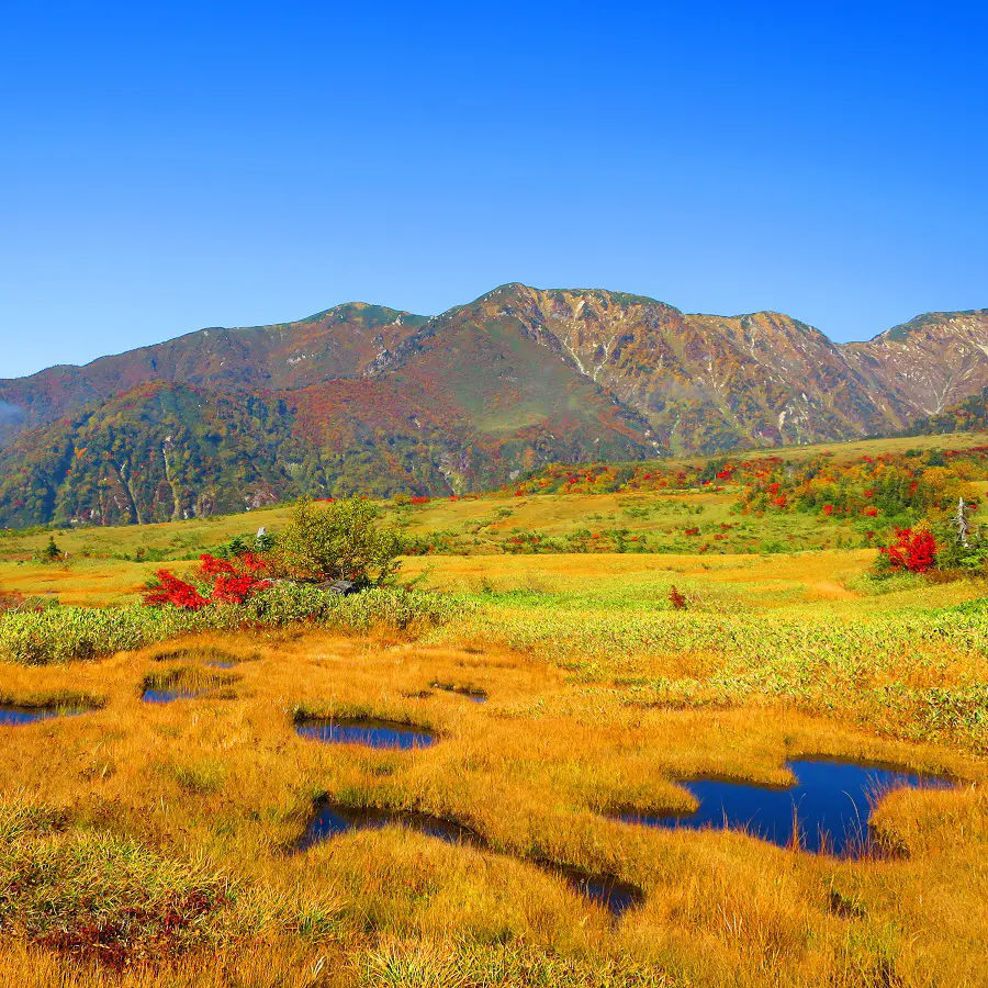 富山の紅葉2025【弥陀ヶ原｜立山黒部アルペンルート】東京ドーム100個超の湿原が一面の錦模様に 9月下旬～10月上旬が見ごろ｜おでかけ｜nan-nan｜富山を楽しむオススメ情報 - KNB