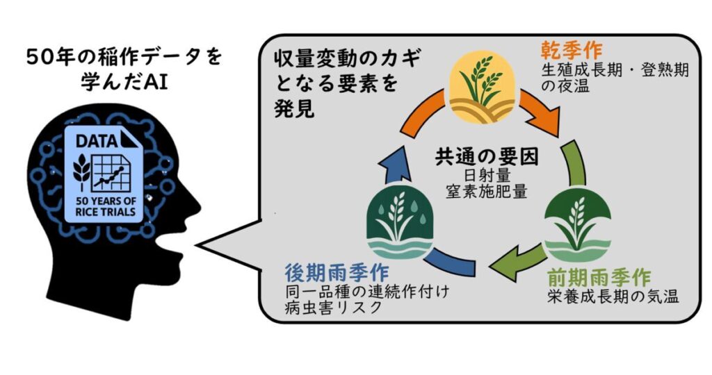 AIが解き明かす水稲の収量変動の秘密 -半世紀に渡る長期連用試験からの新知見- | 研究・採択情報 | 岐阜大学 AIが解き明かす水稲の収量変動の秘密 -半世紀に渡る長期連用試験からの新知見- | 研究・採択情報 | 岐阜大学
