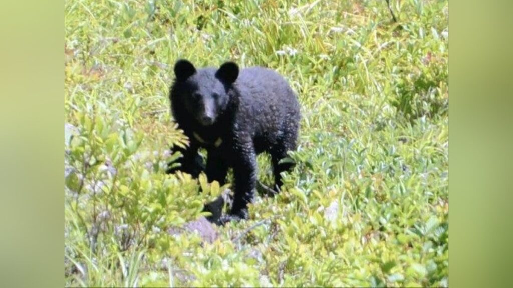 帰宅中の男子高校生がクマに襲われる、近くの民家に逃げ込み病院搬送…岐阜・中津川市 - 読売新聞オンライン
