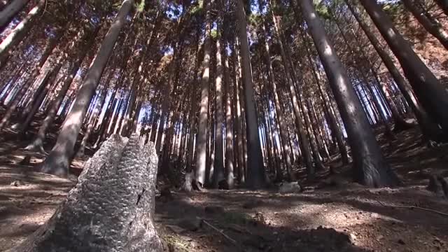 山林火災の被害木を11月に東京で展示 利用価値を周知へ 岩手県（岩手めんこいテレビ） - Yahoo!ニュース - Yahoo!ニュース