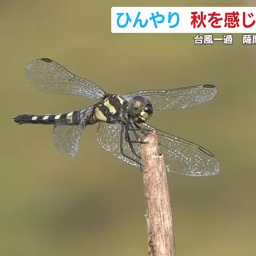 台風一過の鹿児島県内 薩摩川内市・藺牟田池ではひんやり秋を感じる涼しい朝 一方、鹿児島市は強い日差しの猛暑日に（鹿児島ニュースＫＴＳ） - Yahoo!ニュース - Yahoo!ニュース