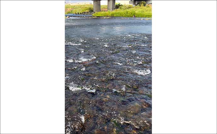 「2時間半で8尾！」相模川チャラ瀬のアユルアー釣りで小気味よいアタリ連発【神奈川】