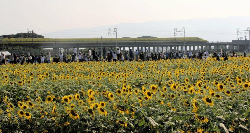 迷惑「撮り鉄」がひまわり畑に三脚、民家の敷地に無断侵入して庭木を切断 最悪マナーに各地で悲鳴（AERA DIGITAL） - Yahoo!ニュース
