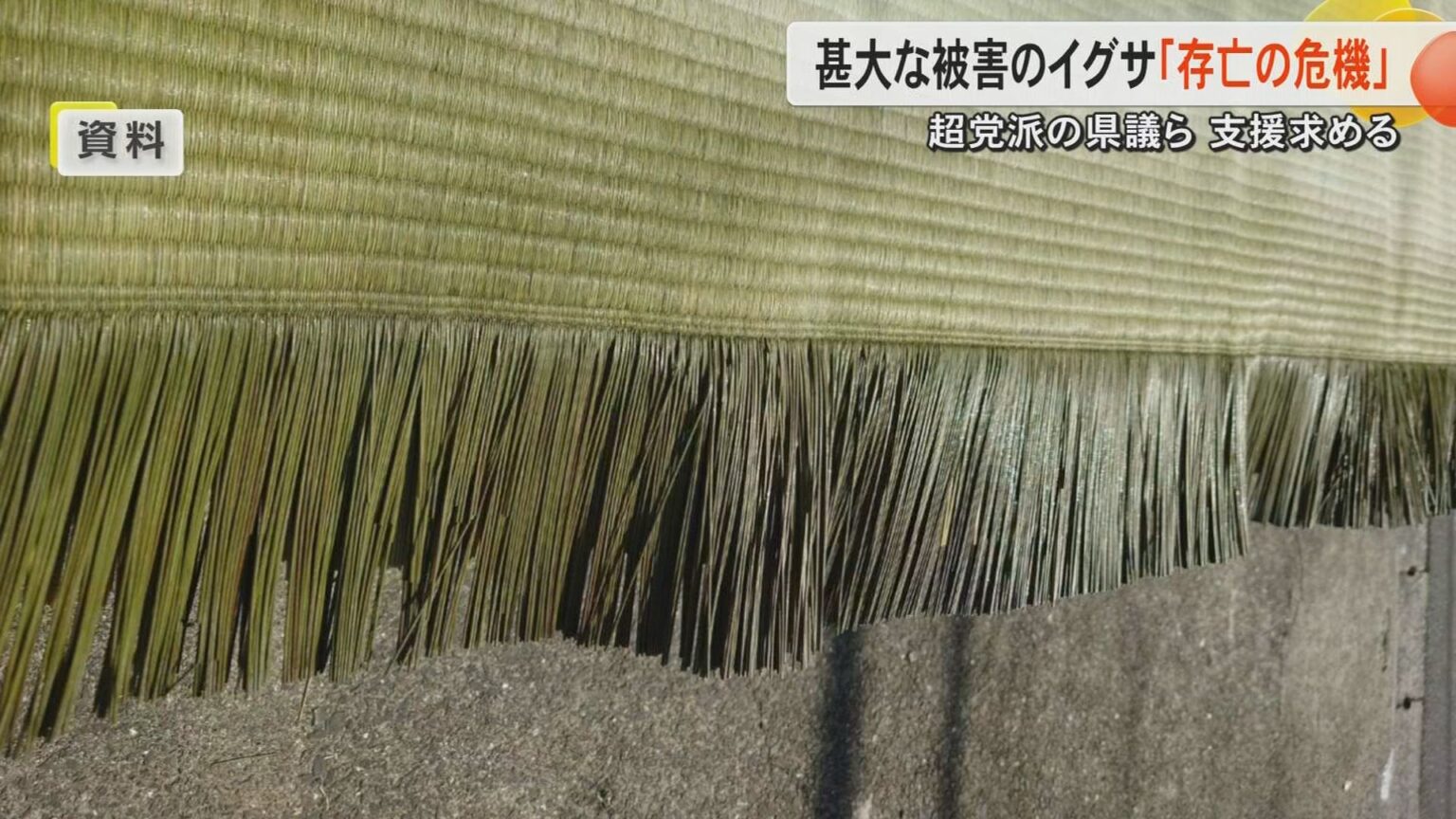 【記録的大雨】生産量全国トップの畳表のイグサも「まさに存亡の危機」熊本県内の農林水産関連の被害額が約400億円に（FNNプライムオンライン） - Yahoo!ニュース - Yahoo!ニュース