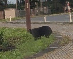 徳良湖のすぐ近くにクマ出没 湖側の茂みに姿を消す（山形）（テレビユー山形） - Yahoo!ニュース