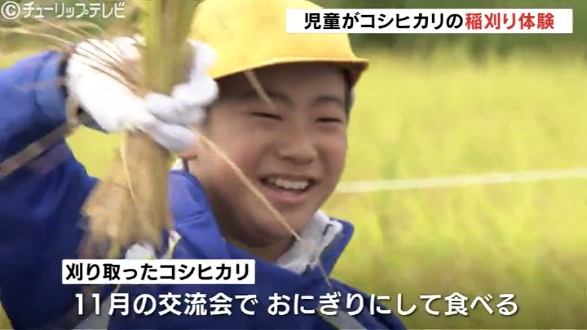 子どもたちがコシヒカリの稲刈り体験 農業への理解深める 富山（チューリップテレビ） - Yahoo!ニュース