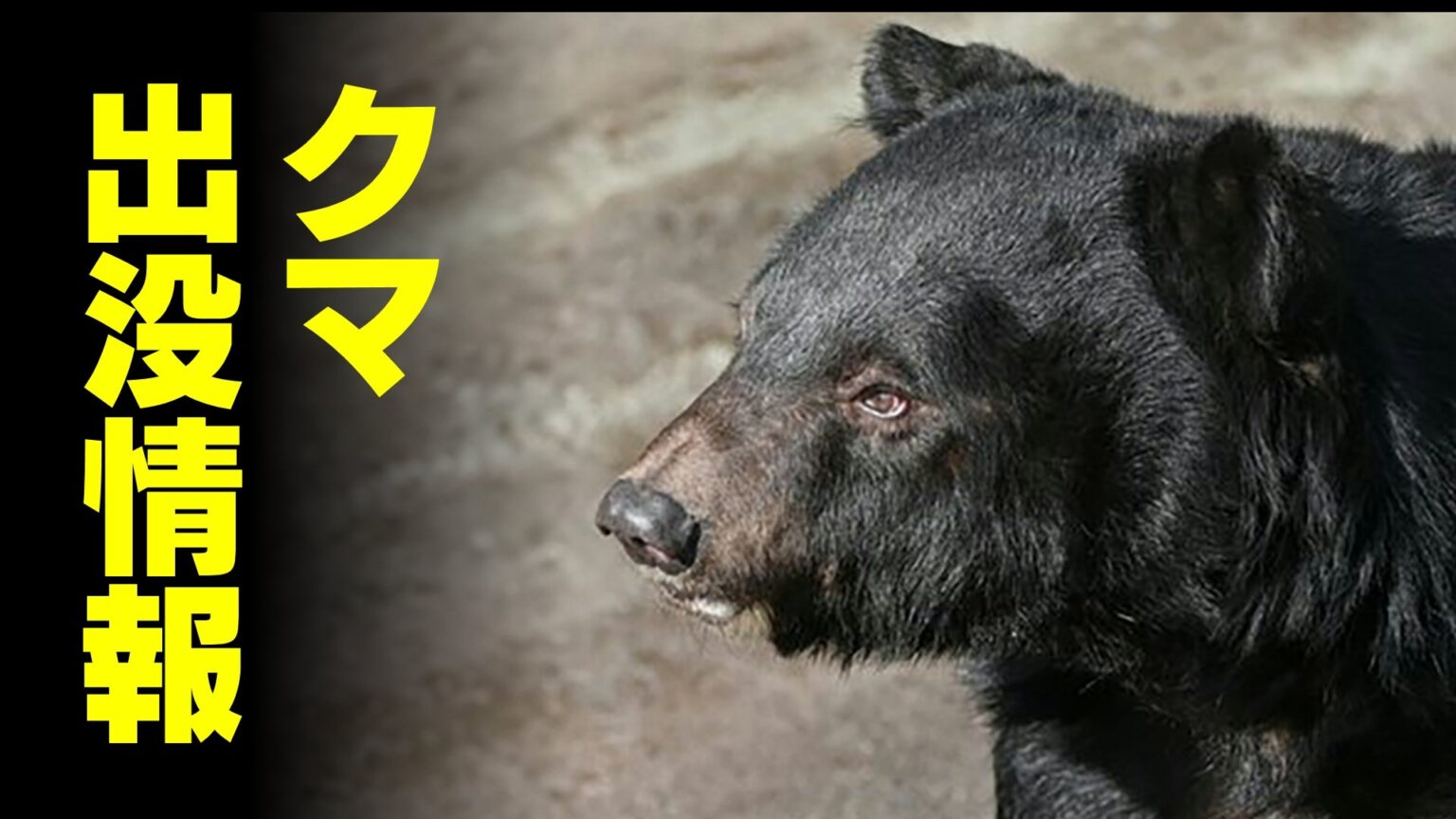 ゴルフ場コース 横切るクマ…茂みに隠れプレー中断　複数の組が同じ個体目撃か　富山・小矢部市（チューリップテレビ） - Yahoo!ニュース