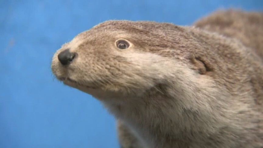 国はニホンカワウソを「絶滅」とするも、県は生息を信じて「絶滅危惧種」 県内最後の確認から50年 県の科博でニホンカワウソ特別展 愛媛県（あいテレビ） - Yahoo!ニュース