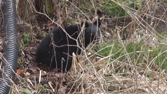 深夜、女性が就寝中に庭先で物音が…目をやった先に体長約1.5ｍの熊 福島（福島中央テレビ） - Yahoo!ニュース - Yahoo!ニュース