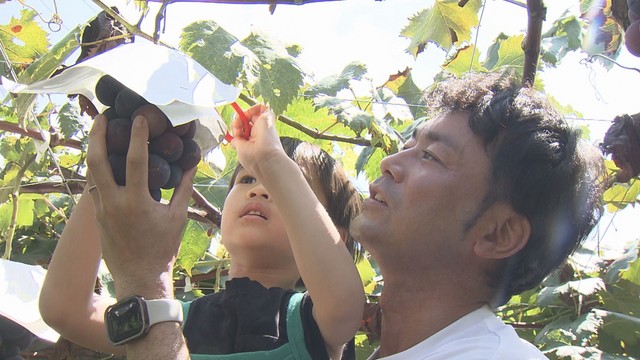山梨の“秋”を満喫 3連休最終日 ブドウ狩りは大にぎわい シャインマスカット食べごろ 山梨（YBS山梨放送）