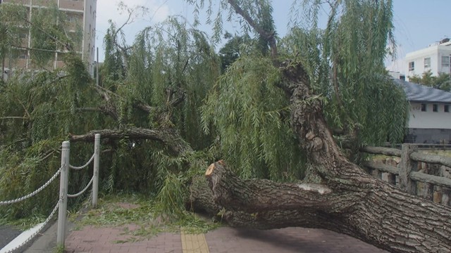 岡山市の中心部で街路樹が倒れる けが人なし 一時歩道が通行止めに （KSB瀬戸内海放送） - Yahoo!ニュース - Yahoo!ニュース