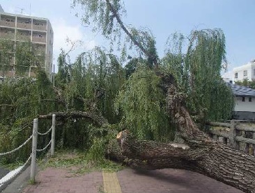 岡山市中心部で高さ約１０メートルの街路樹倒れる…幹の中は一部空洞に 約２時間通行規制【岡山】（OHK岡山放送） - Yahoo!ニュース - Yahoo!ニュース