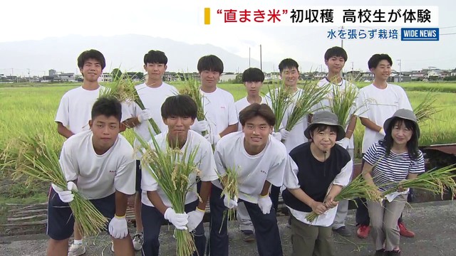 「学校では習わない」“直まき米”初収穫 高校生が体験 田んぼに水を張らずに栽培 山梨・中央市（YBS山梨放送） - Yahoo!ニュース