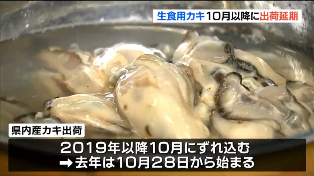 「海のミルク」に何が…宮城県産カキ出荷解禁 10月以降に延期 海水温上昇で成育遅れ（tbc東北放送） - Yahoo!ニュース