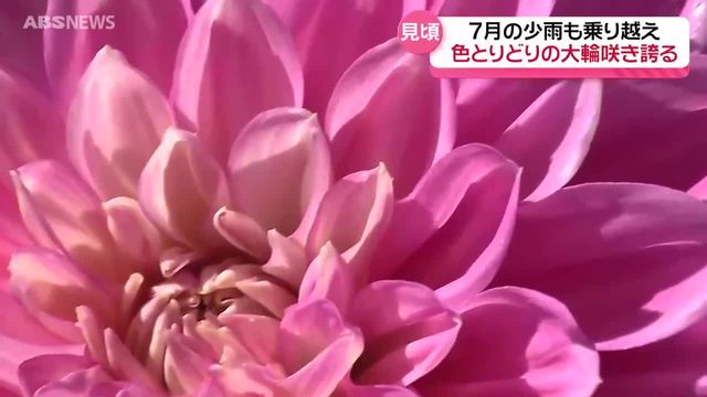色とりどりの大輪が魅力 秋田国際ダリア園で約7000株が見頃迎える 秋田市（ABS秋田放送） - Yahoo!ニュース - Yahoo!ニュース