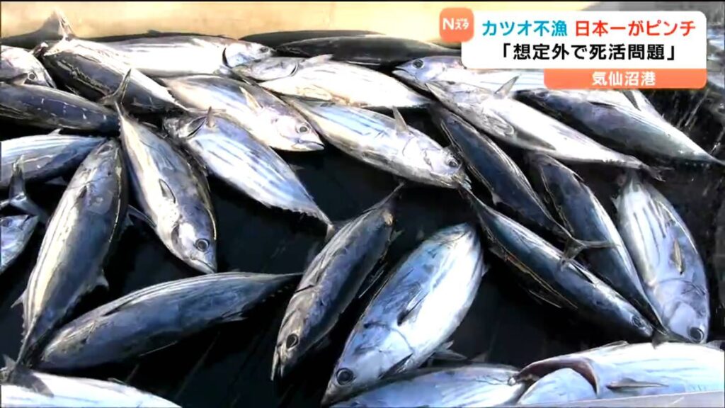 29年連続日本一に“黄信号”生鮮カツオ水揚げ7分の1に激減 海でいったい何が起きているのか!?　宮城・気仙沼市（tbc東北放送） - Yahoo!ニュース