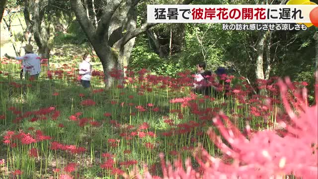 「咲き始めはすごく新鮮」松山・窪野町に赤く艶やかに揺れるヒガンバナ ようやく秋感じる気温に【愛媛】（テレビ愛媛） - Yahoo!ニュース - Yahoo!ニュース