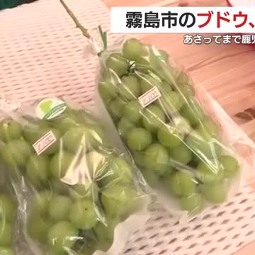 被災した生産者を支援しよう！ 鹿児島空港でイベント開催 霧島市のブドウ、茶を販売 （鹿児島ニュースＫＴＳ） - Yahoo!ニュース - Yahoo!ニュース