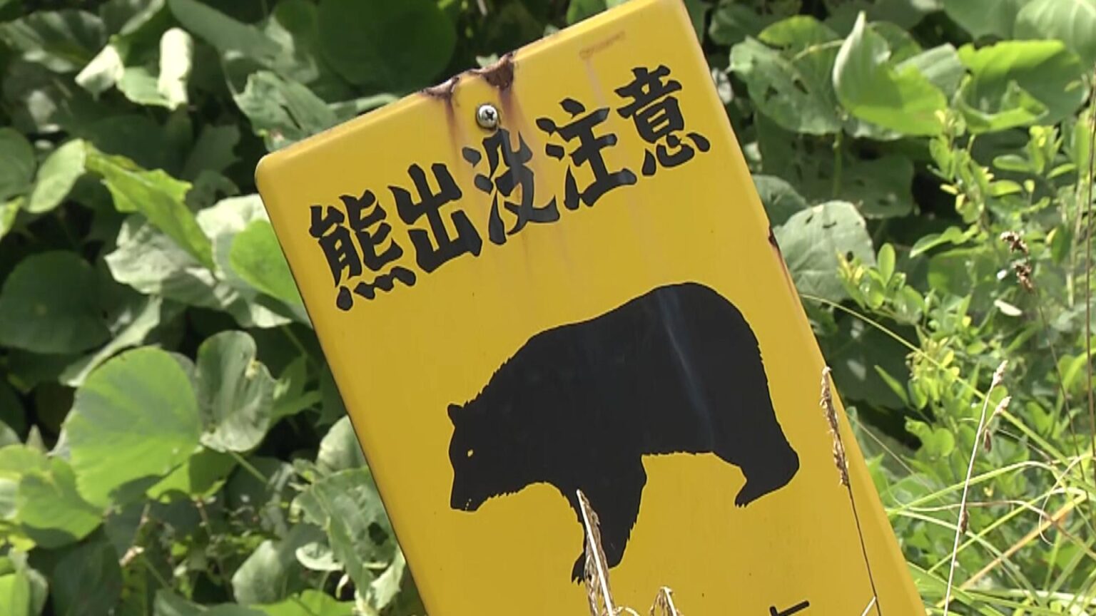 養鶏場にクマ出没も従業員が棒で叩いて撃退 中にいたヒヨコに被害なし　宮城・七ヶ宿町（tbc東北放送） - Yahoo!ニュース
