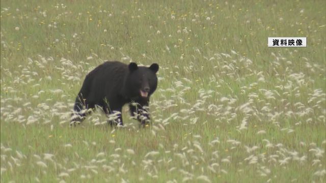 山形県が「緊急銃猟」運用に向けクマが市街地に出没した際の対応指針を改正 県議会で答弁（YBC山形放送） - Yahoo!ニュース - Yahoo!ニュース