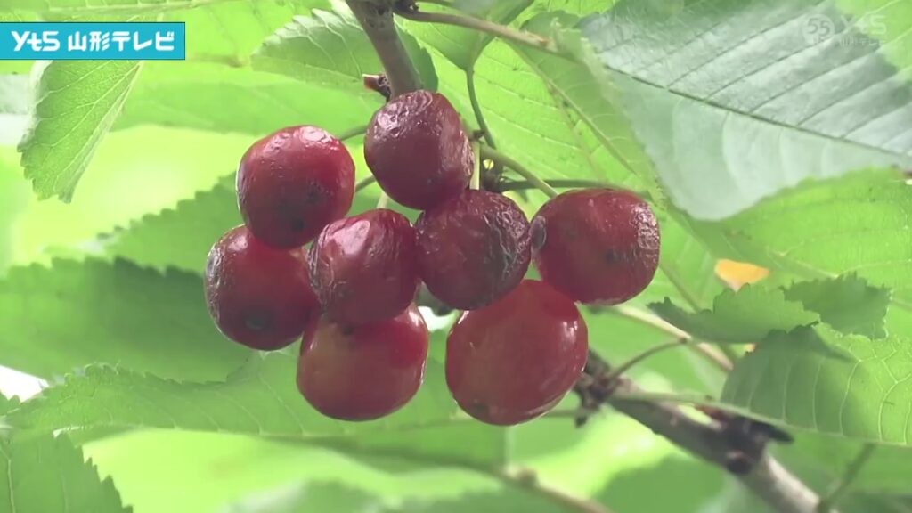 【山形】「やまがた紅王」 県が販売基準の見直しを検討へ（YTS山形テレビ） - Yahoo!ニュース