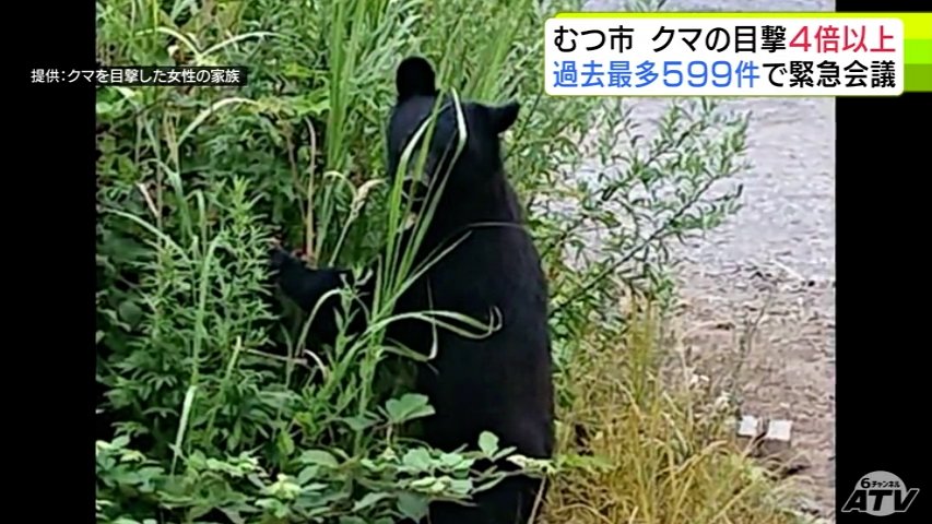 緊急会議 青森県むつ市で「クマの目撃情報」がこれまでの過去最多の4倍以上となる599件 急増するクマへの対策を協議（ＡＴＶ青森テレビ） - Yahoo!ニュース - Yahoo!ニュース