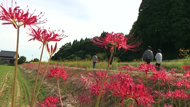 ヒガンバナ見頃 青空広がるも天気は下り坂 28日夜から29日にかけ大雨に注意（富山テレビ） - Yahoo!ニュース - Yahoo!ニュース
