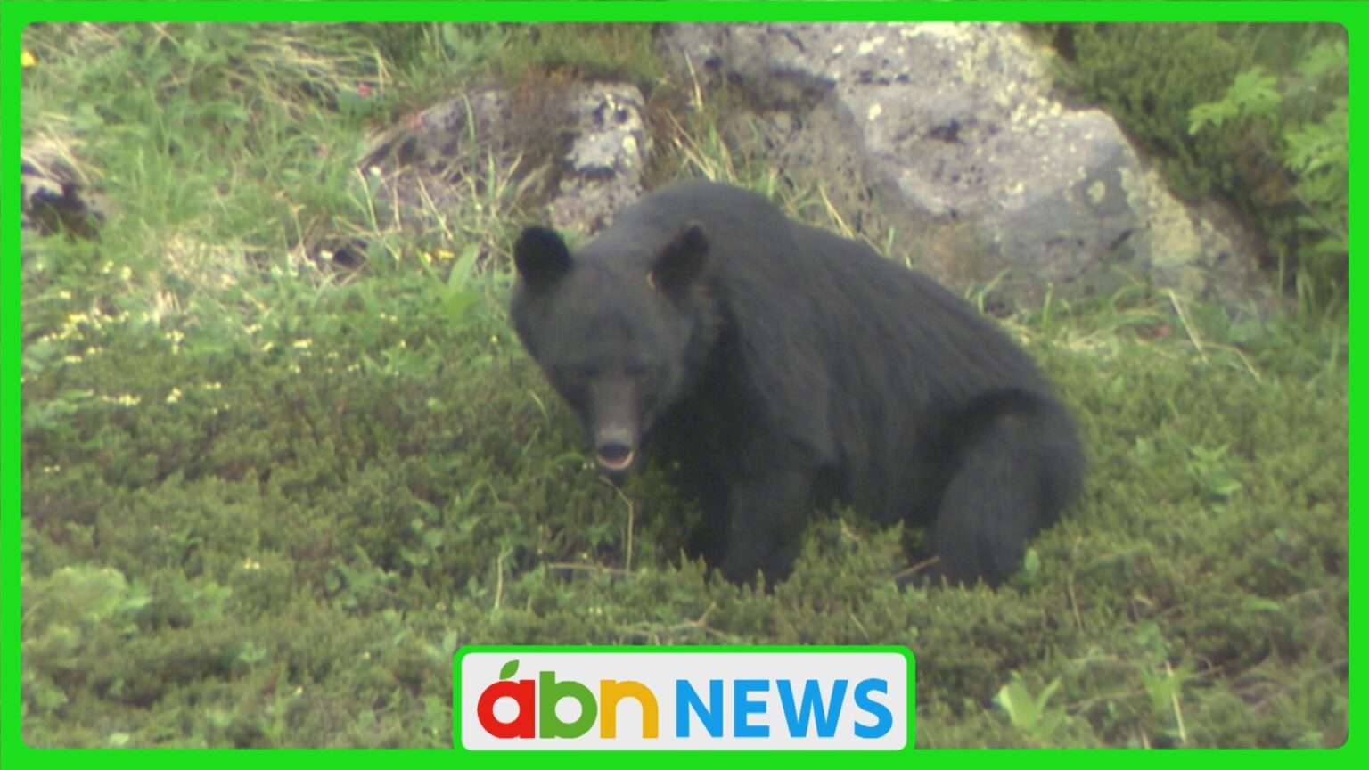 長野地域と北アルプス地域に「ツキノワグマ出没注意報」を発出 ブナが大凶作から凶作で人里への出没リスク高まる【長野】（abn長野朝日放送） - Yahoo!ニュース - Yahoo!ニュース