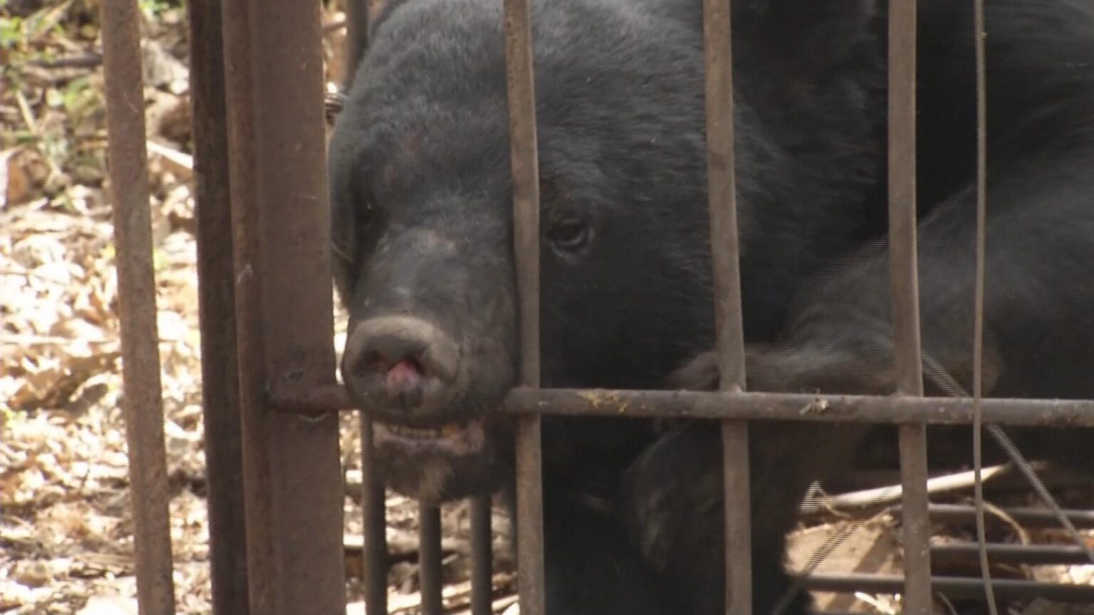 山形市の住宅街でクマ目撃 足あと・フンも見つかる 市が注意を呼びかけ（テレビユー山形） - Yahoo!ニュース - Yahoo!ニュース