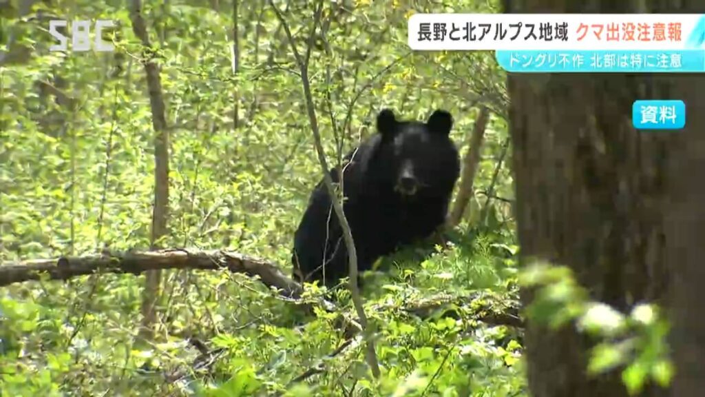 長野地域と北アルプス地域に「クマ出没注意報」 長野県北部ではドングリが「不作」 人里にクマが出没するリスクが高まる懸念も（ＳＢＣ信越放送） - Yahoo!ニュース - Yahoo!ニュース