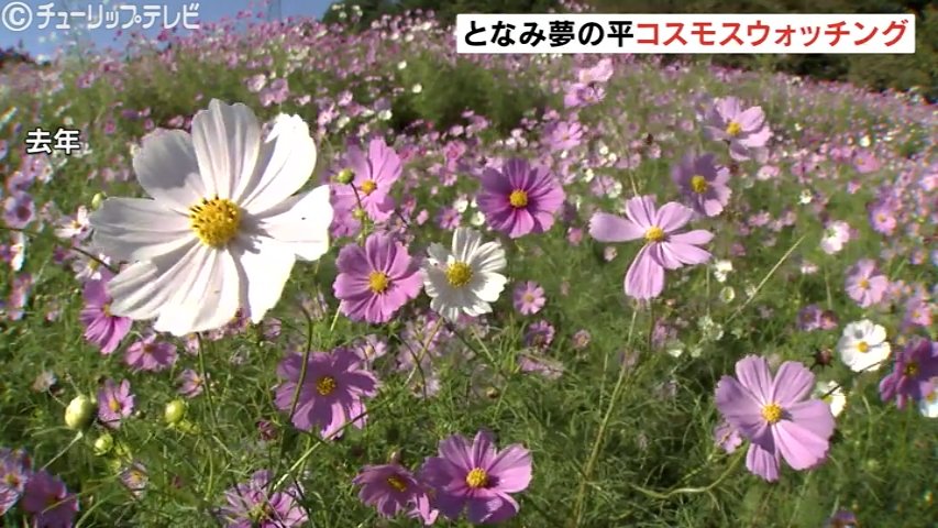 100万本のコスモス畑 夢の平でウォッチング 名物の庄川アユ塩焼きも登場 富山・砺波市（チューリップテレビ） - Yahoo!ニュース