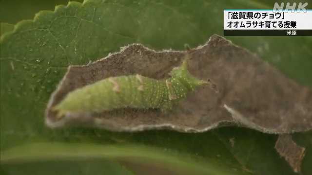 滋賀県のチョウ オオムラサキを育てる授業 滋賀 米原|NHK 滋賀県のニュース 滋賀県のチョウ オオムラサキを育てる授業 滋賀 米原|NHK 滋賀県のニュース