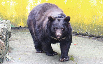 ベニーちゃん感謝祭 〜 はく製お披露目 | ニュース和歌山