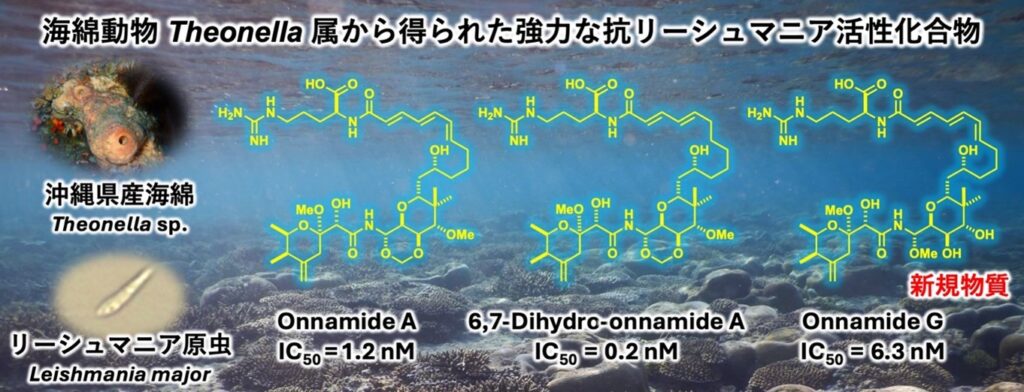 沖縄県の海綿から強力な抗リーシュマニア活性化合物の単離に成功 ～世界の熱帯・亜熱帯地域に蔓延するリーシュマニア症への新規治療薬開発につながる知見～ | 琉球大学