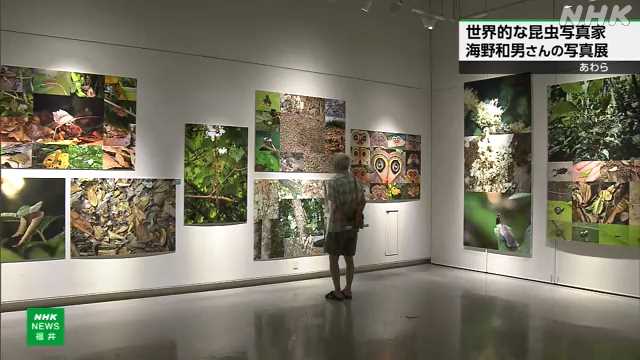 世界的な昆虫写真家 海野和男さんの写真展 福井 あわら｜NHK 福井県のニュース