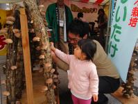 しいたけ収穫体験