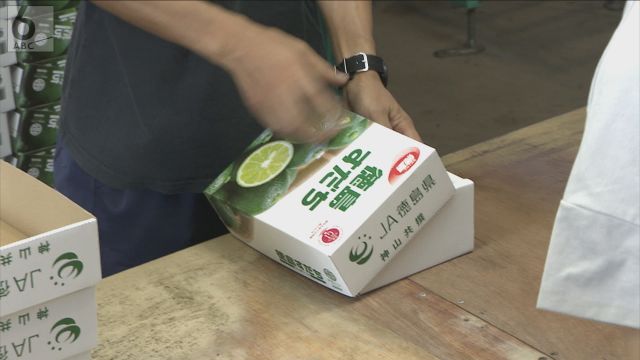 徳島スダチの収穫ピーク　今年の出来は上々